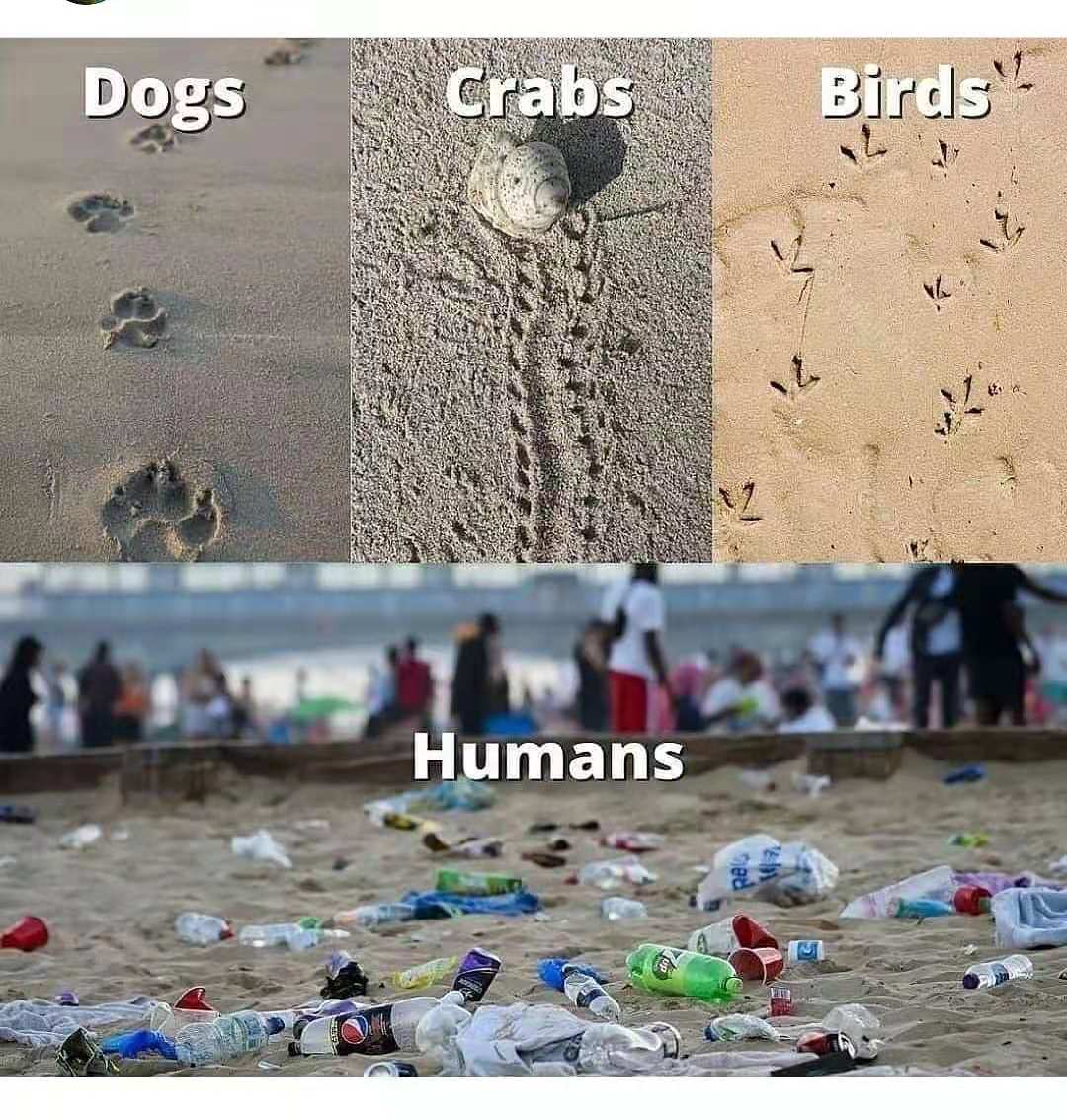 精彩图文：Dogs,crabs,birds and humans